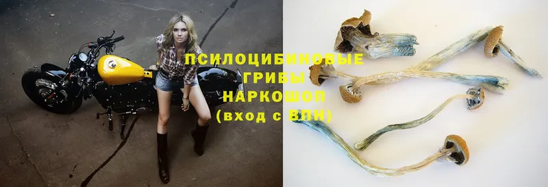 shop какой сайт  Полевской  Галлюциногенные грибы MAGIC MUSHROOMS 